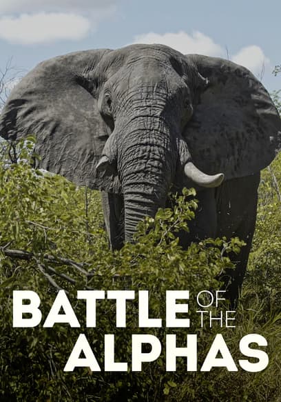Battle of the Alphas