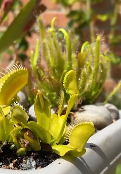 Póster de S01:E09 - World's Smartest Ants vs. 5 Puzzles
