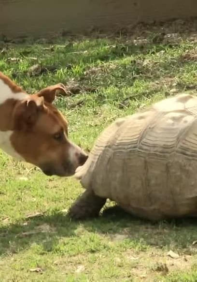 Watch Pit Bulls & Parolees S05:E02 - Shell Shocked - Free TV Shows | Tubi