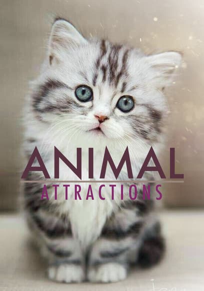 Animal Attractions