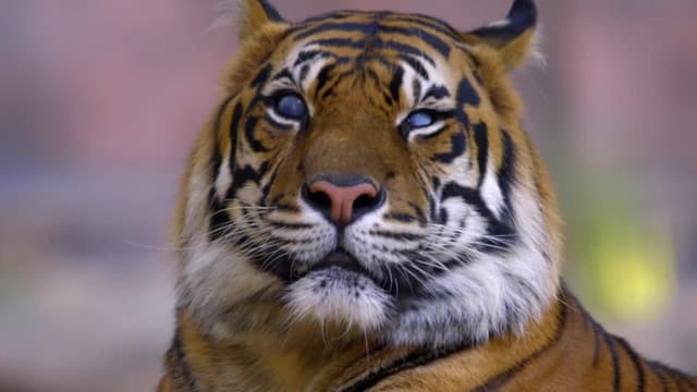 S01:E02 - Tiger Eyes