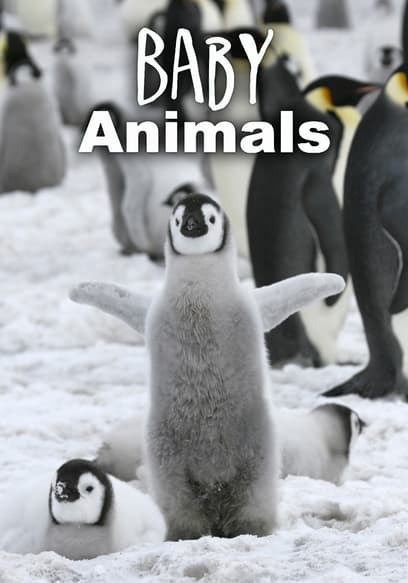 Baby Animals in the Wild poster
