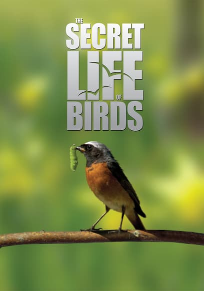 The Secret Life of Birds