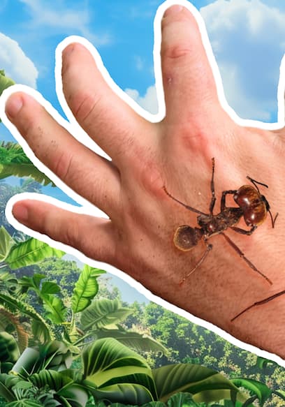 S01:E13 - Bitten by Giant Soldier Ants! poster