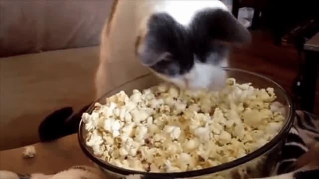 S01:E13 - Citizen Cat