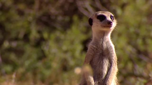 S01:E12 - The Calm Before the Storm