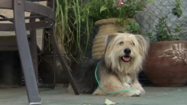 S02:É19 - S02:E19 - Power of the Pack