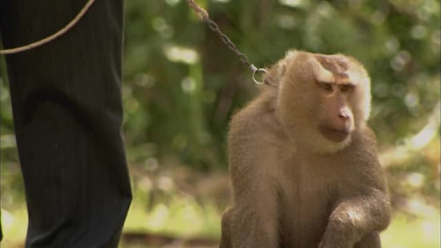 S01:E07 - Nok Monkey School