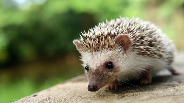 S01:E06 - More Zoo Babies