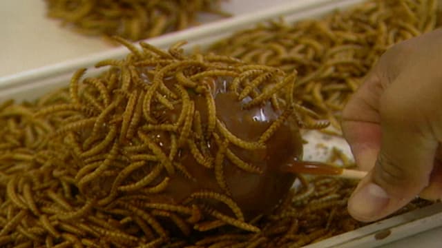 S01:E05 - World's Freakiest Foods