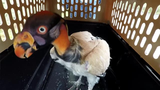 T03:C06 - S03:E06 - The Kings of Queens