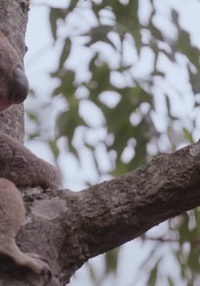 Affiche de S01:E02 - Cavendish the Koala