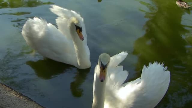 S03:E25 - Look! Up in the Sky! It's a Bird!