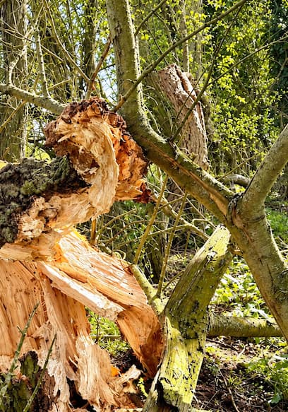 Póster de S01:E13 - Saving £10,000 as Storm Damage Hits the Farm