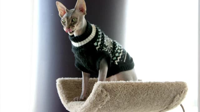 S01:E04 - Whisker Slalom