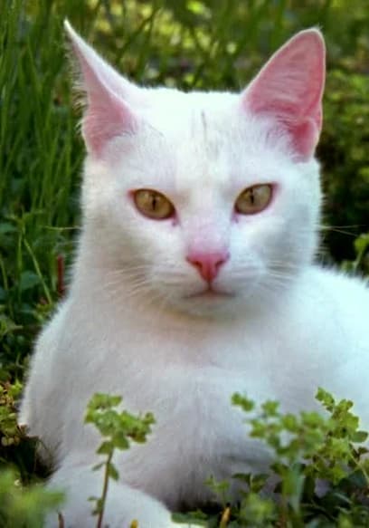 S01:E07 - Cat poster