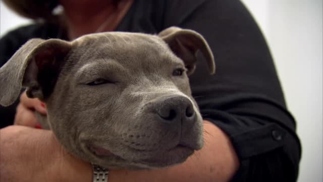 S01:E03 - Jasper, Mojo, and Lollo