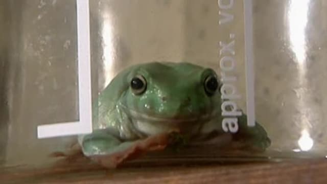 S02:E03 - It's a Frog's Life