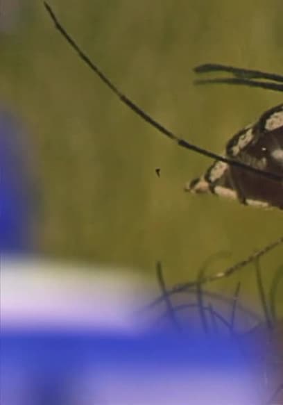 Póster de S01:E02 - Mosquitos