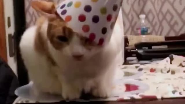 S01:E11 - Top 10 Times an Animal Made the Perfect Dance Partner