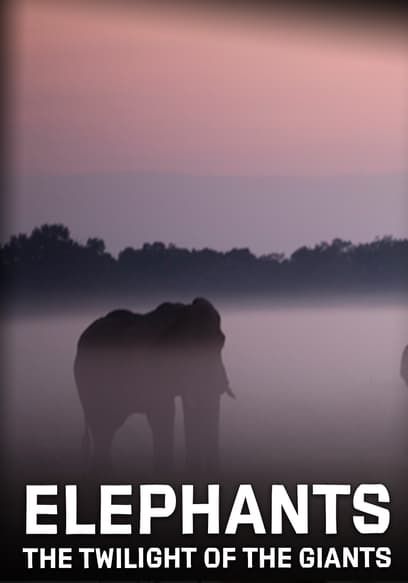 Elephants: The Twilight of the Giants