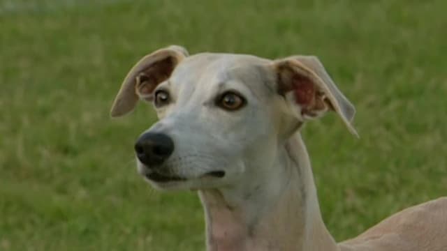 S06:E09 - Whippet