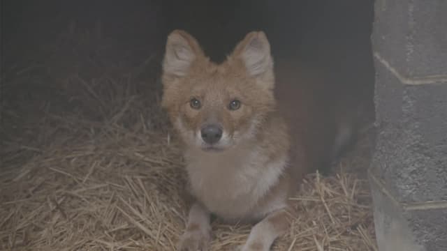 S04:E14 - Wild Dogs on the Move