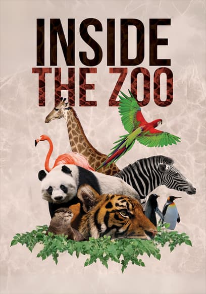 Inside the Zoo poster