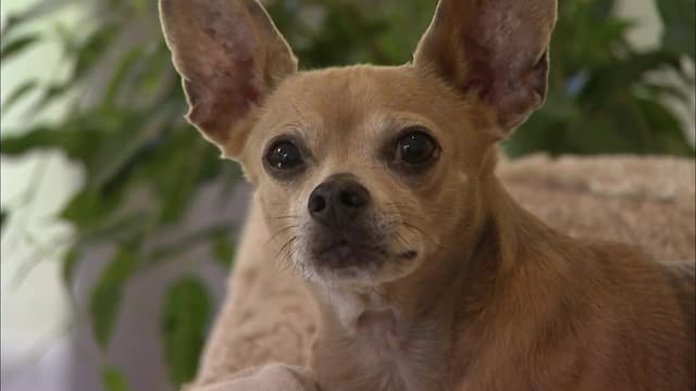 S01:E03 - Wild Things and Pet-Ty Crimes