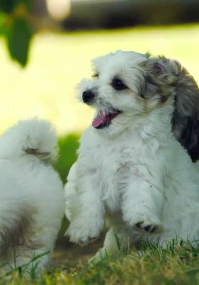 S02:E01 - Fluffy Puppies & Baby Goats poster