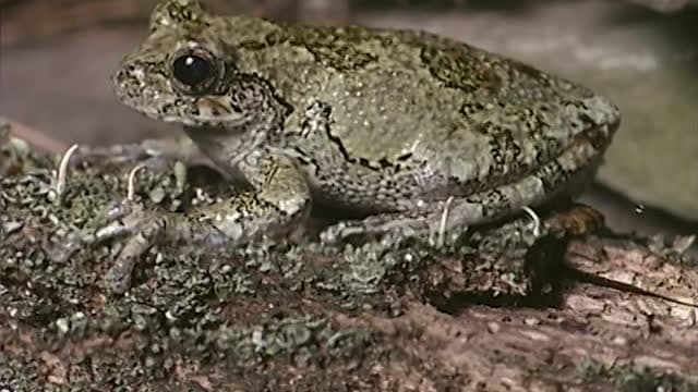 S01:E02 - Slackers: Laziest Animals on Earth