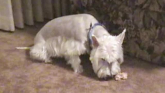 S01:E13 - Top 10 Times You Wish You Hadn't Been Behind the Camera