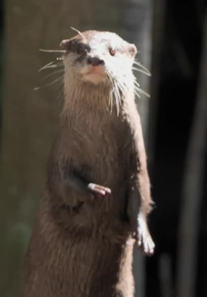 Affiche de S01:E10 - Bindi and the Otters