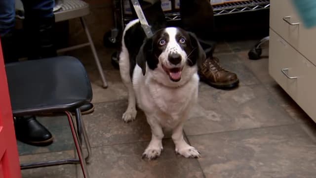 S01:E06 - Street Dog