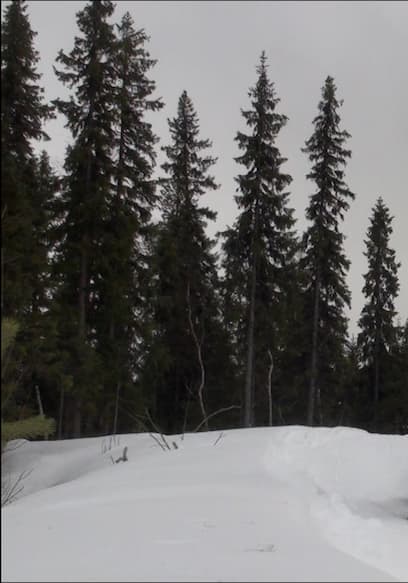 Póster de S01:E14 - Hunting Lynx in the Wilderness of the Nordics
