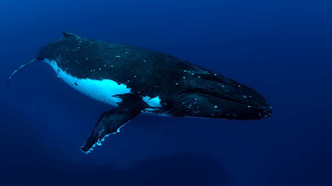 Watch The Loneliest Whale: The Search for 52