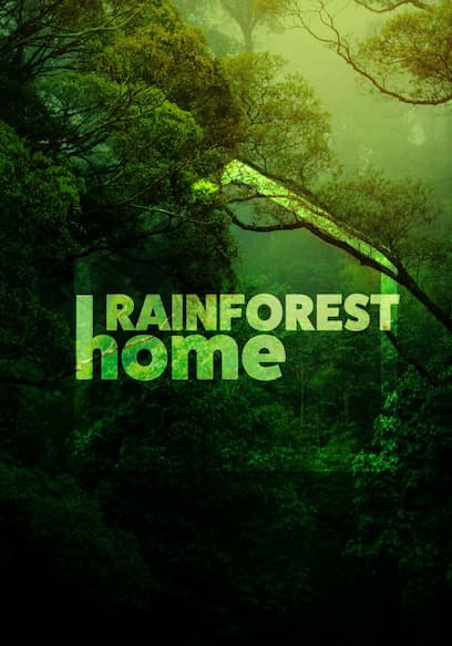 Rainforest Home