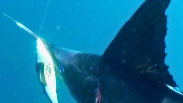S03:E18 - Reel-Screaming Marlin Action in the East Cape: Part 3