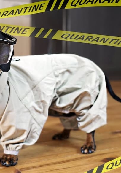 S01:E12 - Quarantine Life (Pts. 1-3) poster