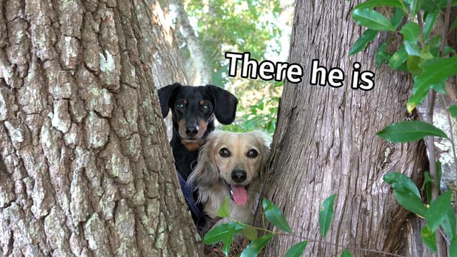 S01:E08 - Cute Dog Sells Lemonade
