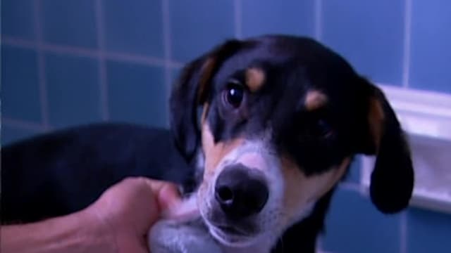 S01:E24 - Buddy and Stewart