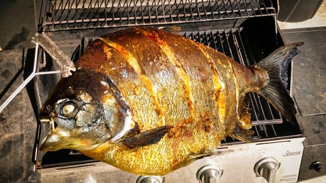 S01:E14 - River Piranha