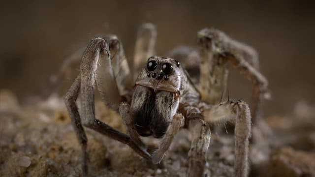 S01:E02 - Terra Firma