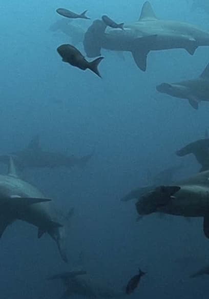 S01:E13 - Bottom-Dwelling Sharks poster