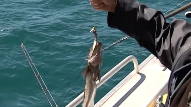 S01:É09 - S01:E09 - D’Urville Island