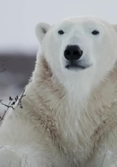 S01:E08 - What Lives in the Arctic poster