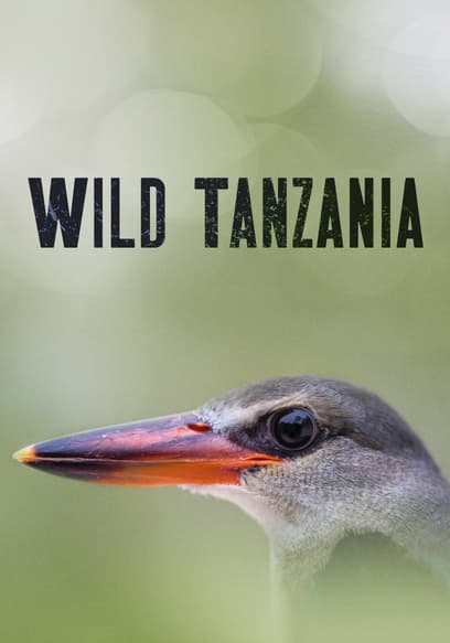 Wild Tanzania