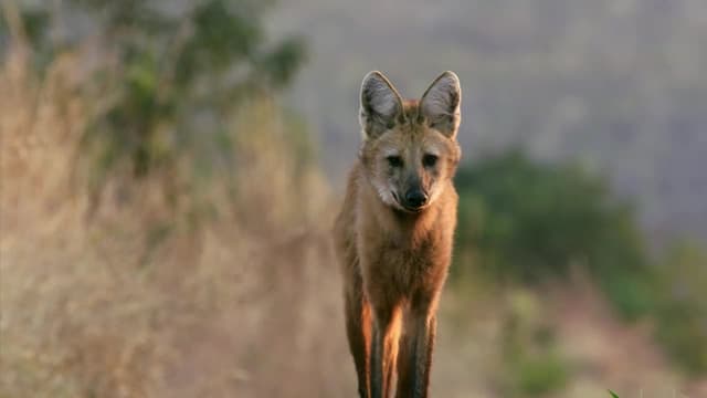 S01:E01 - Wild Mutants