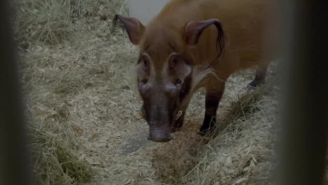 S05:E12 - Handsome Hog