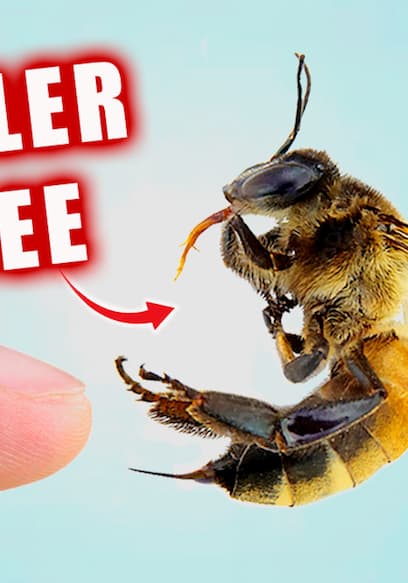 S01:E09 - Stung by a Killer Bee! poster